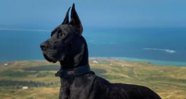 Ecco il cane che sembra Batman
